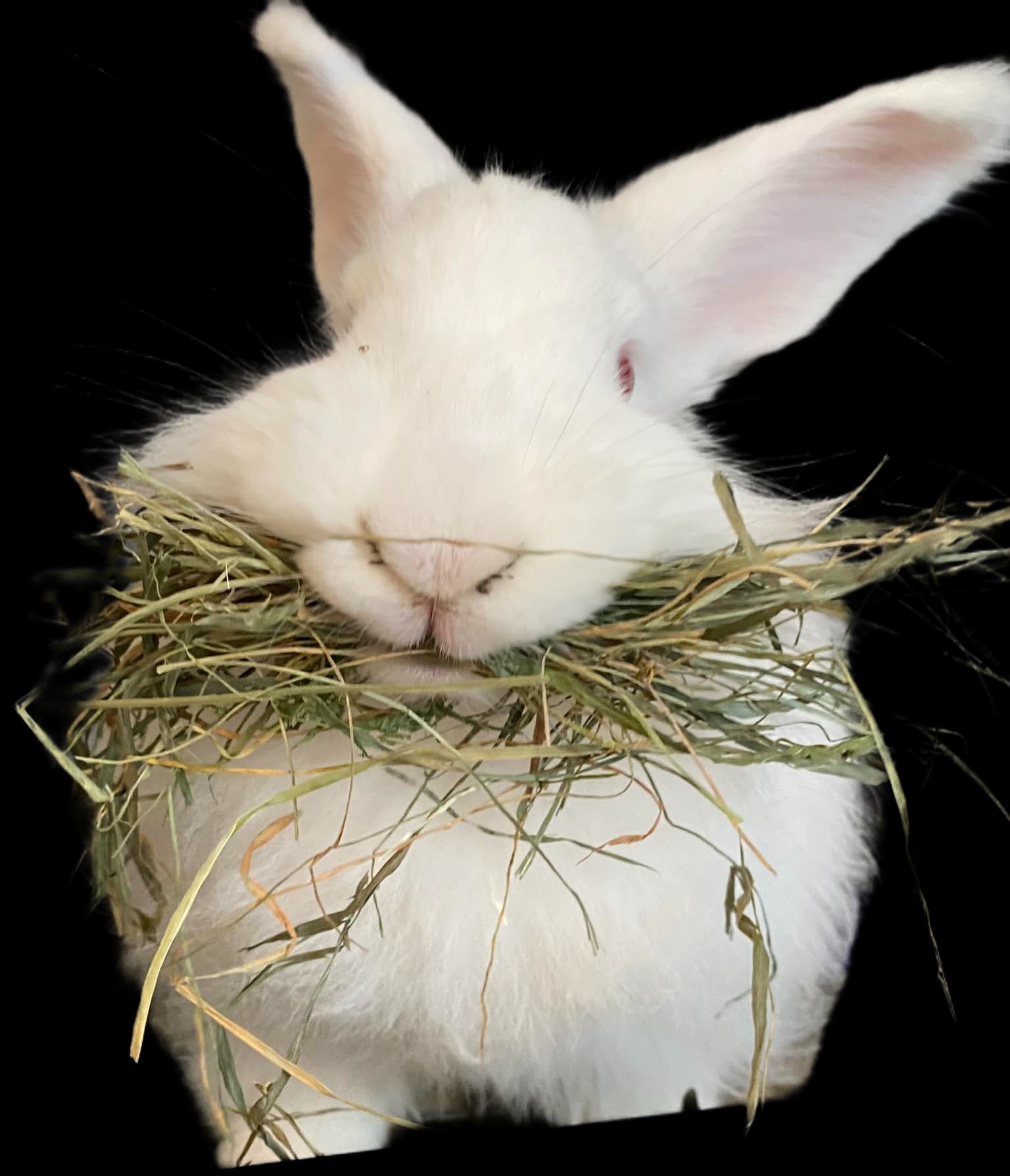 Ruby, part of the AJem Fiber Arts studio